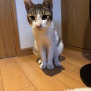 膝の上でご満悦♡人恋しさ満点！人間大好きブン太君