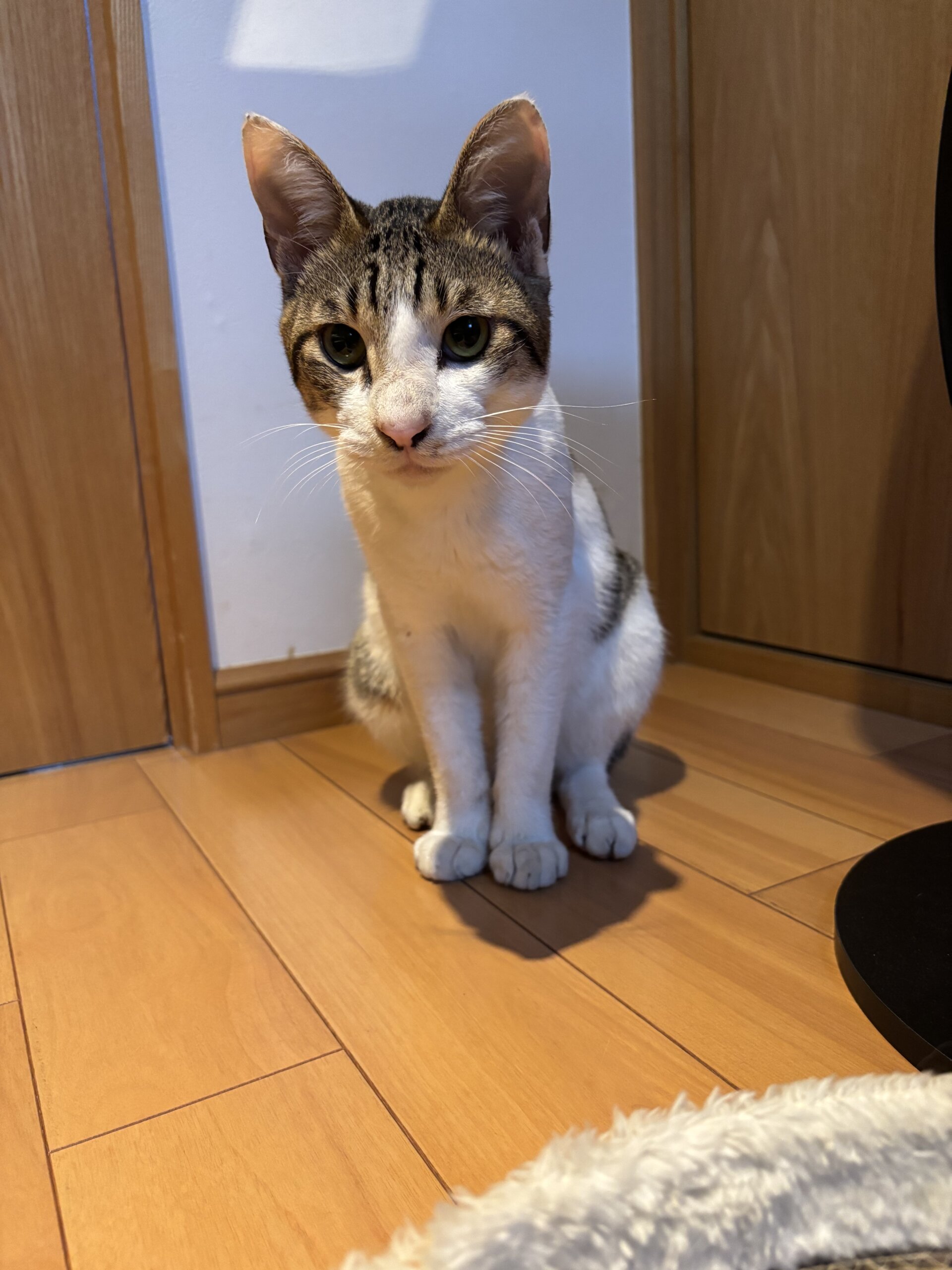 膝の上でご満悦♡人恋しさ満点！人間大好きブン太君