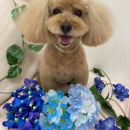 急募！トイプードル（飼い主急逝のため）