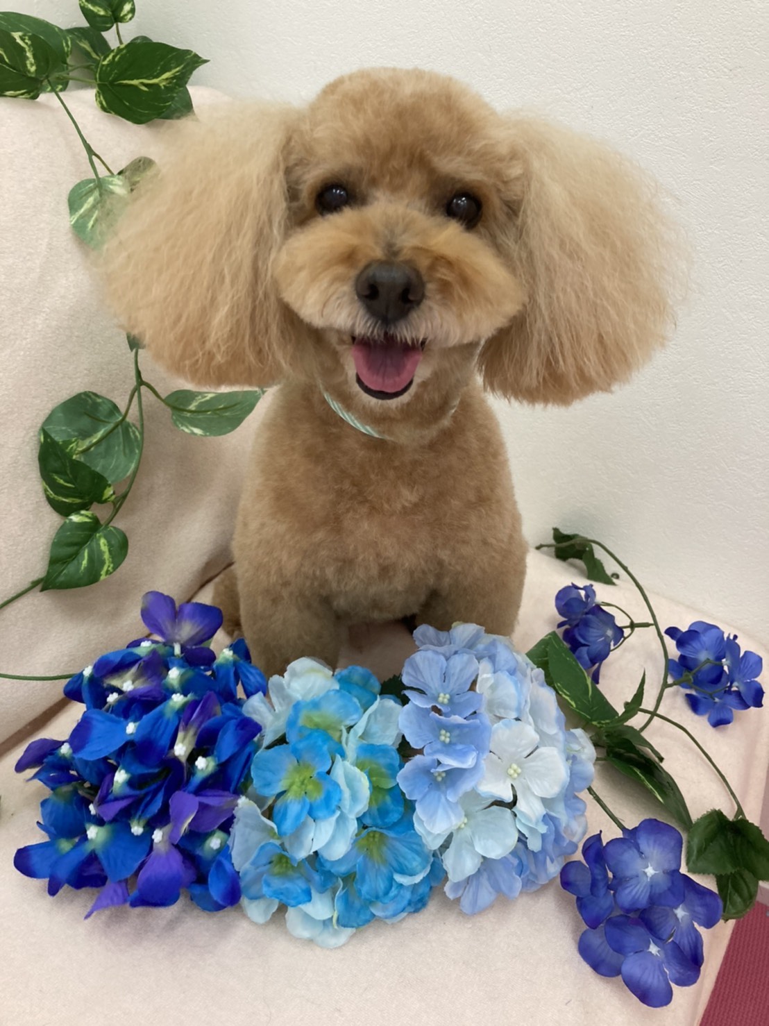 急募！トイプードル（飼い主急逝のため）