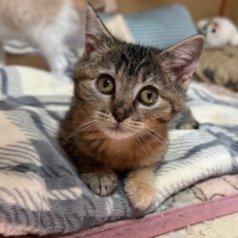 帝王切開で生まれたヴェールちゃん