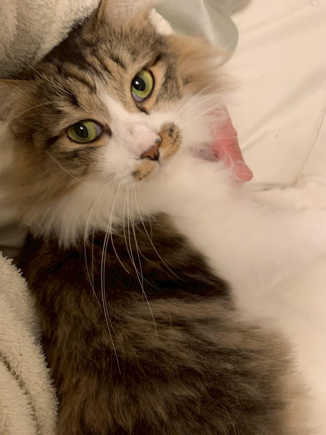 触り心地抜群！モフくん