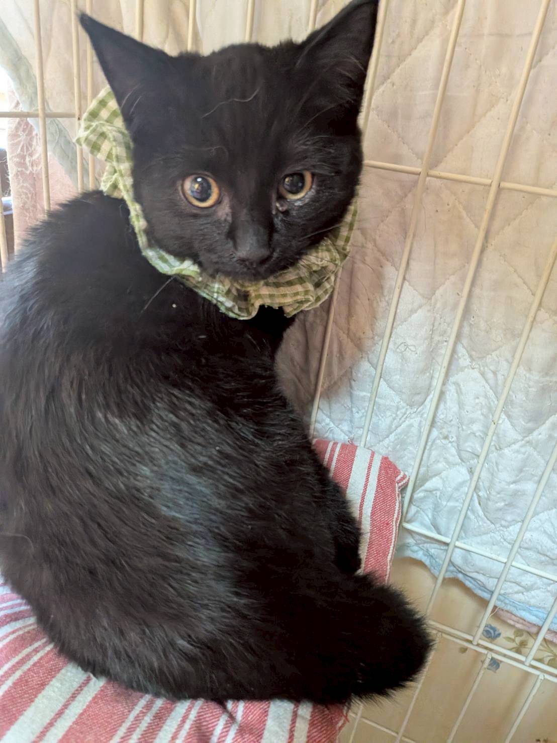 黒猫のオー太くん