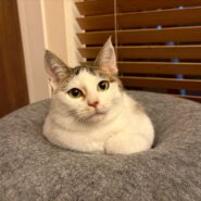 飛び三毛柄のツンデレしのちゃん