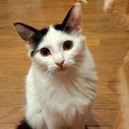 農機具小屋で生まれた　ろんくん