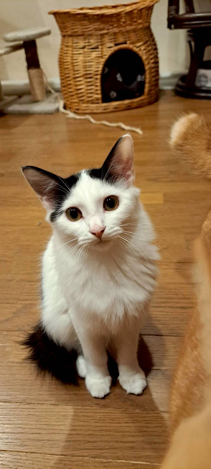 農機具小屋で生まれた　ろんくん