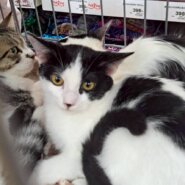 農機具小屋で生まれた　てんくん