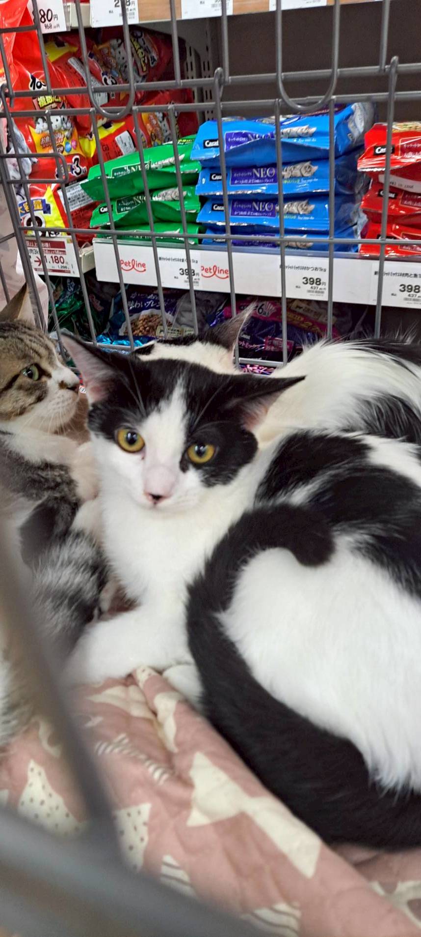 農機具小屋で生まれた　てんくん