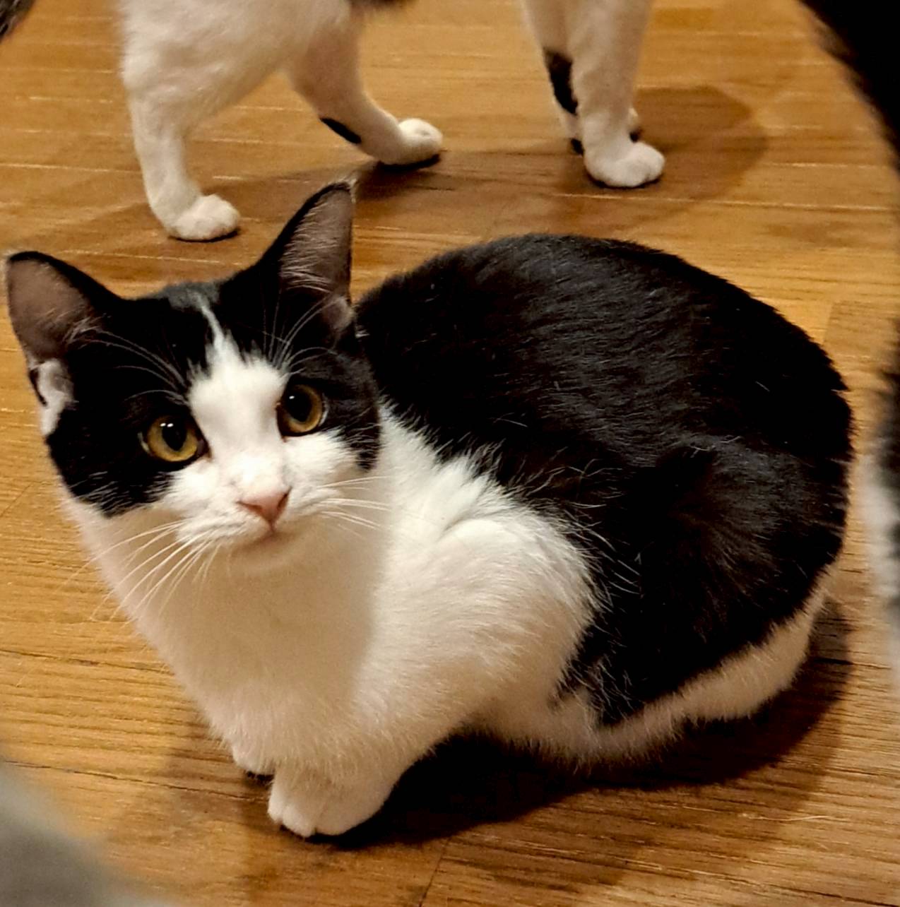 農機具小屋で生まれた　れんくん