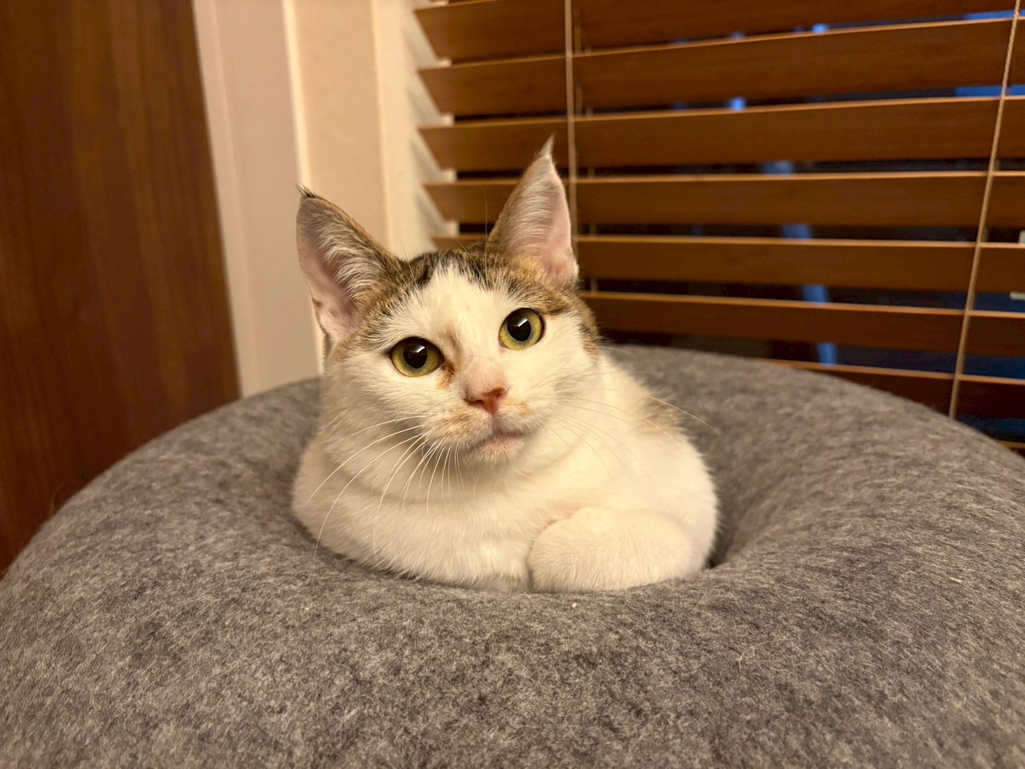 飛び三毛柄のツンデレしのちゃん