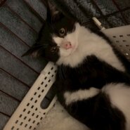 仲良し兄妹の信くん