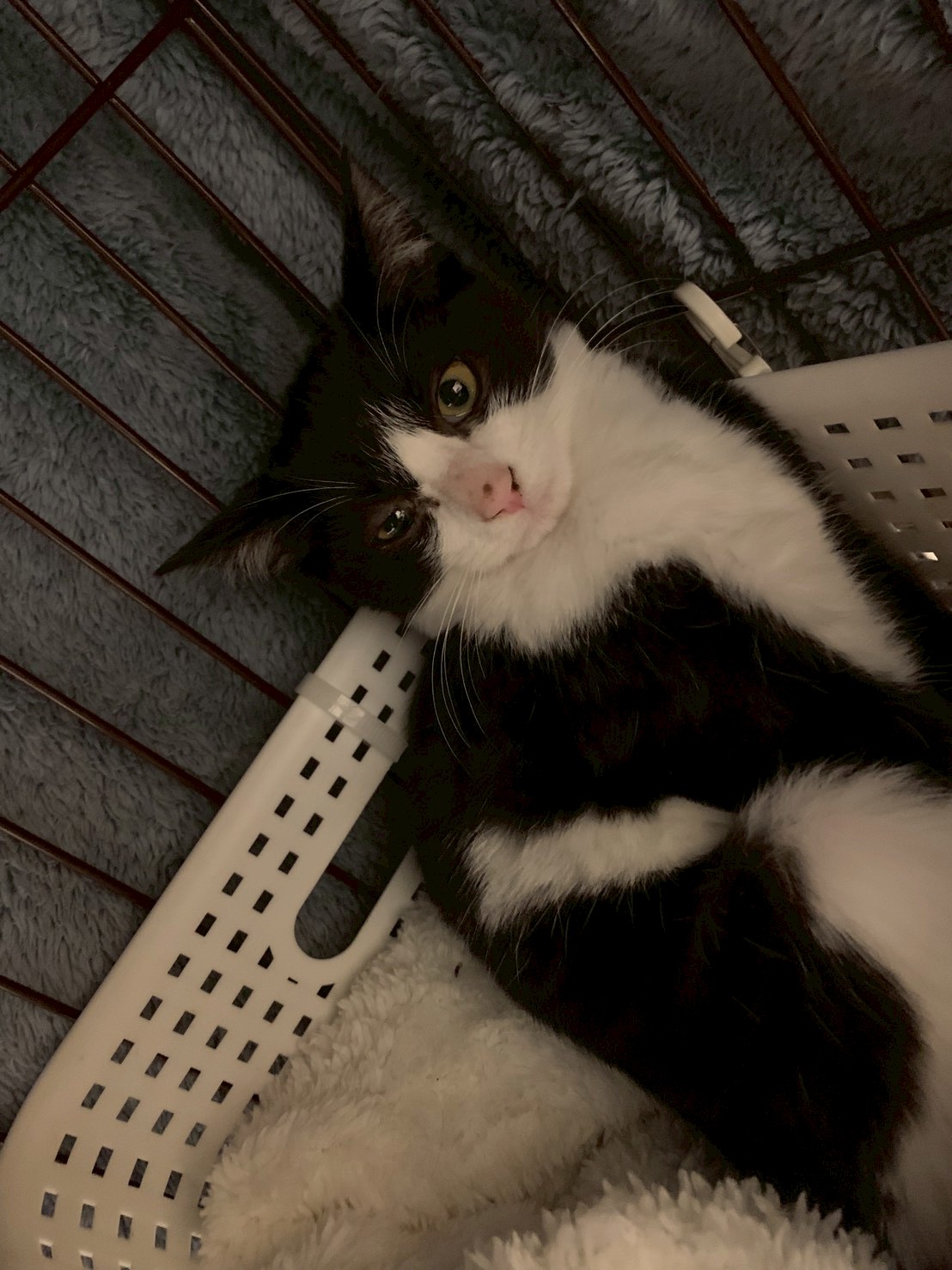 仲良し兄妹の信くん