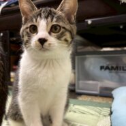 遊ぶの大好き♡ジジちゃん