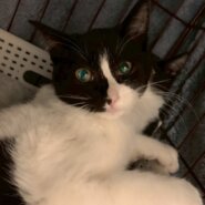 仲良し兄妹の杏ちゃん