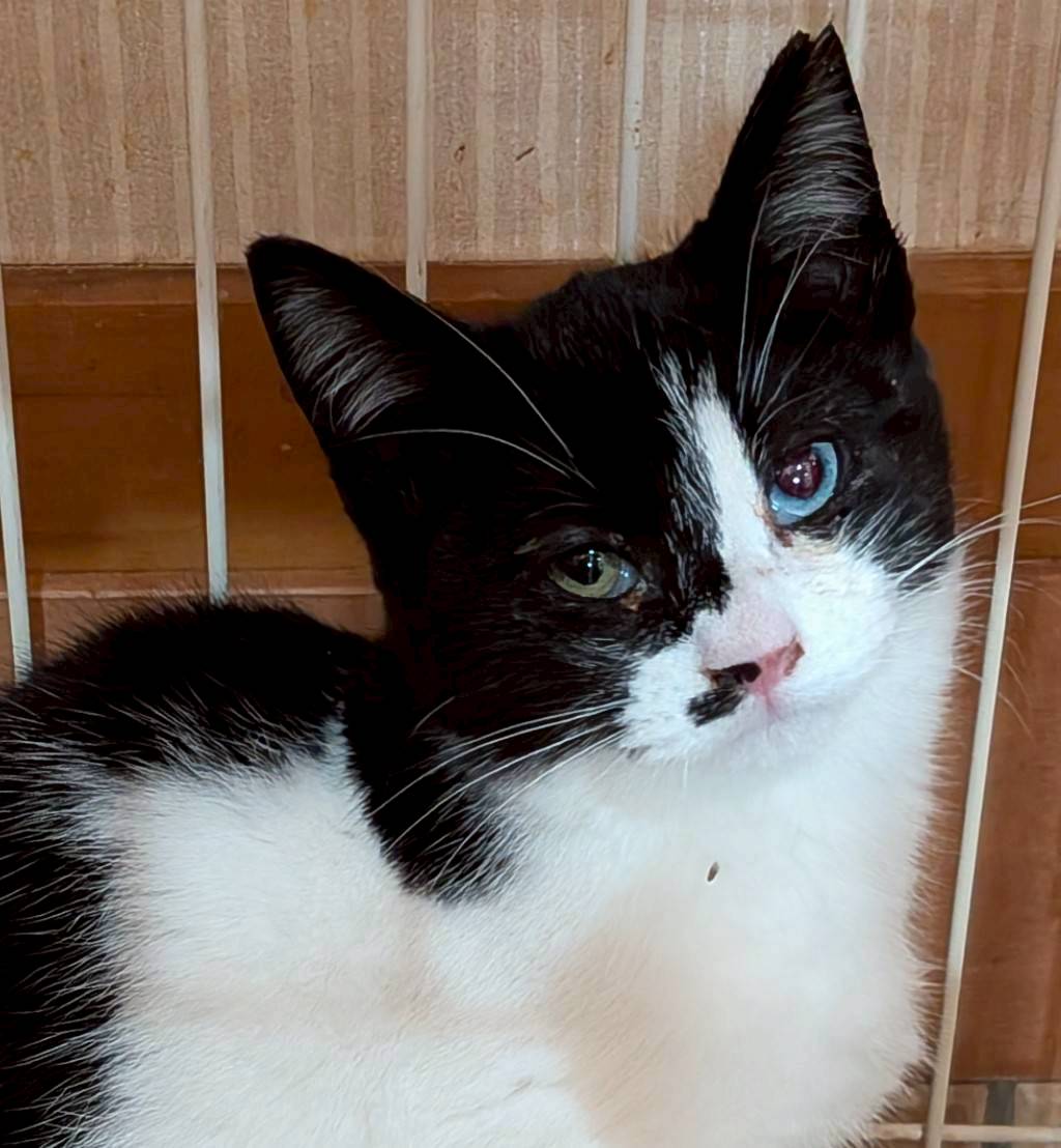 オッドアイのあけびちゃん