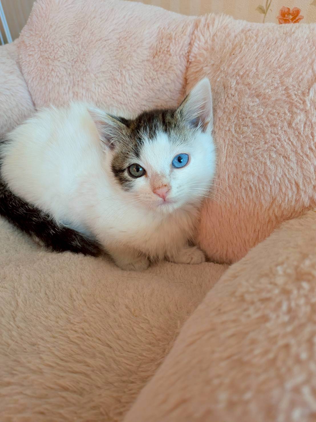 オッドアイのおにぎりくん