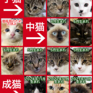 子猫含む22匹の賑やか譲渡会★みよし市