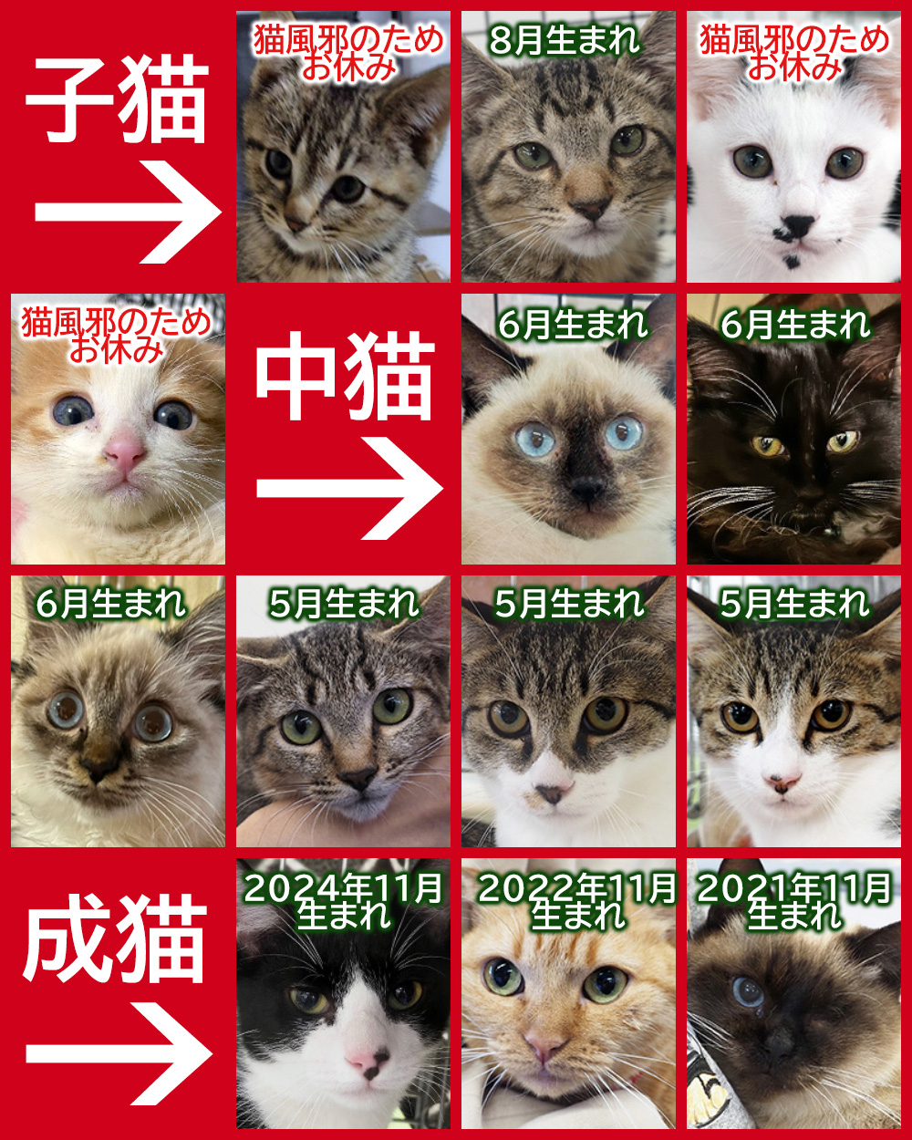 子猫含む22匹の賑やか譲渡会★みよし市