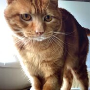 ⭐️2月1日開催⭐️大阪府堺市⭐️ヨっちゃん♂ 茶トラ⭐️4歳の男の子