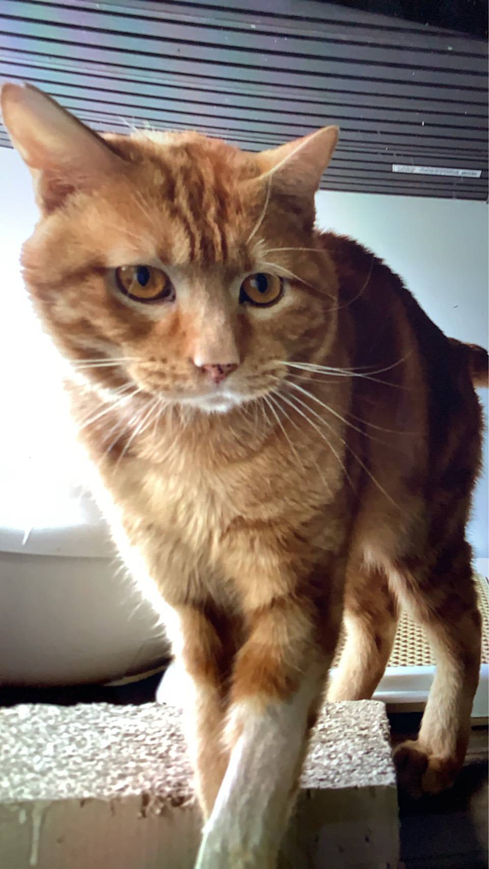 ⭐️2月1日開催⭐️大阪府堺市⭐️ヨっちゃん♂ 茶トラ⭐️4歳の男の子