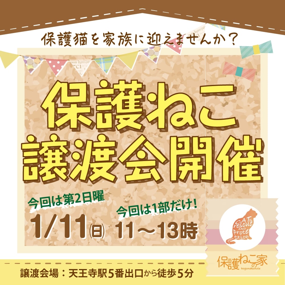 保護ねこの家譲渡会 in 天王寺