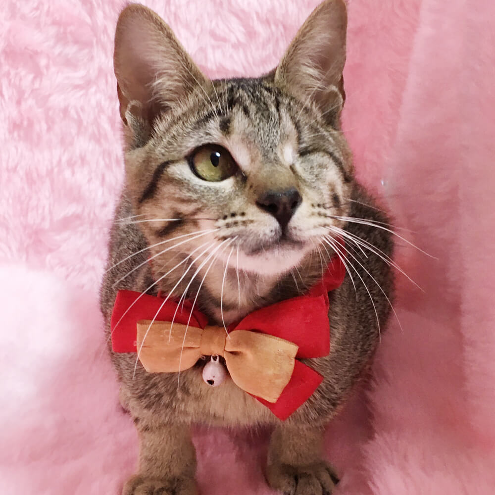 片目ハンデ！わんぱく元気いっぱい『福丸』6カ月