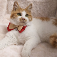 ふわふわ！ぬいぐるみみたい『きなこ君』５カ月