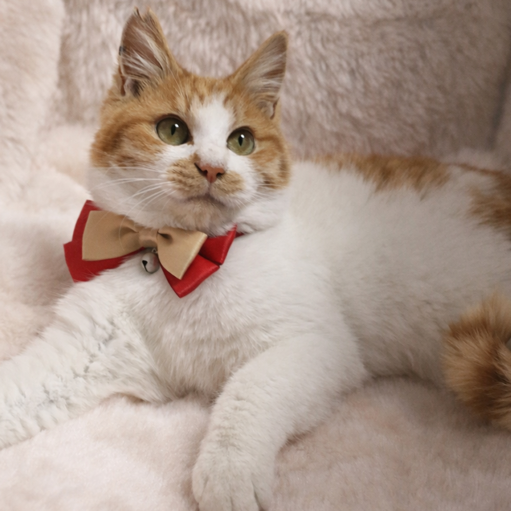 ふわふわ！ぬいぐるみみたい『きなこ君』５カ月