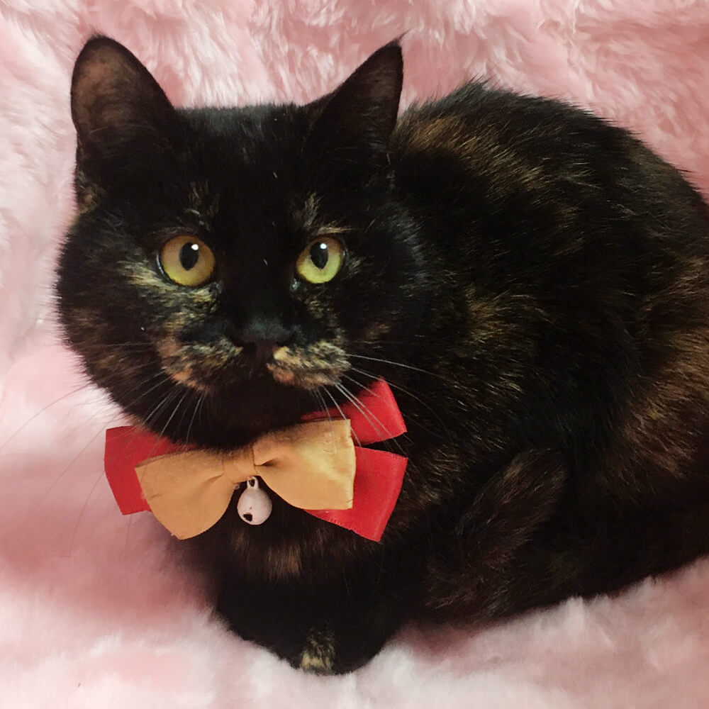 丸顔モフモフ！おっとり甘えん坊『くずもち』５カ月