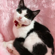 まるコロ姉妹♪白黒のハチワレ『まるちゃん』４カ月