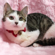 まるコロ姉妹♪キジ白のハチワレ『コロちゃん』４カ月