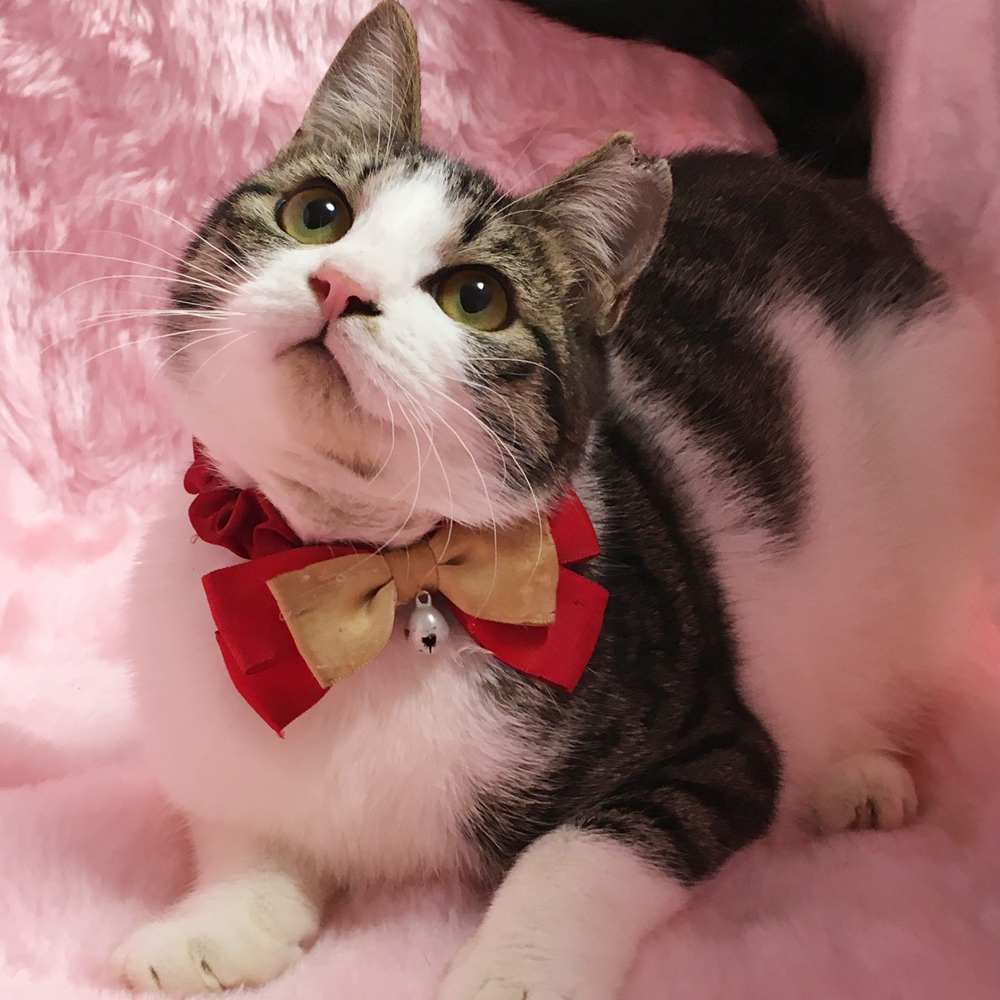 もちもち♪キジ白のハチワレ『もちこ』9カ月