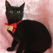 ジジみたいな黒猫の子猫『ノアちゃん』6カ月