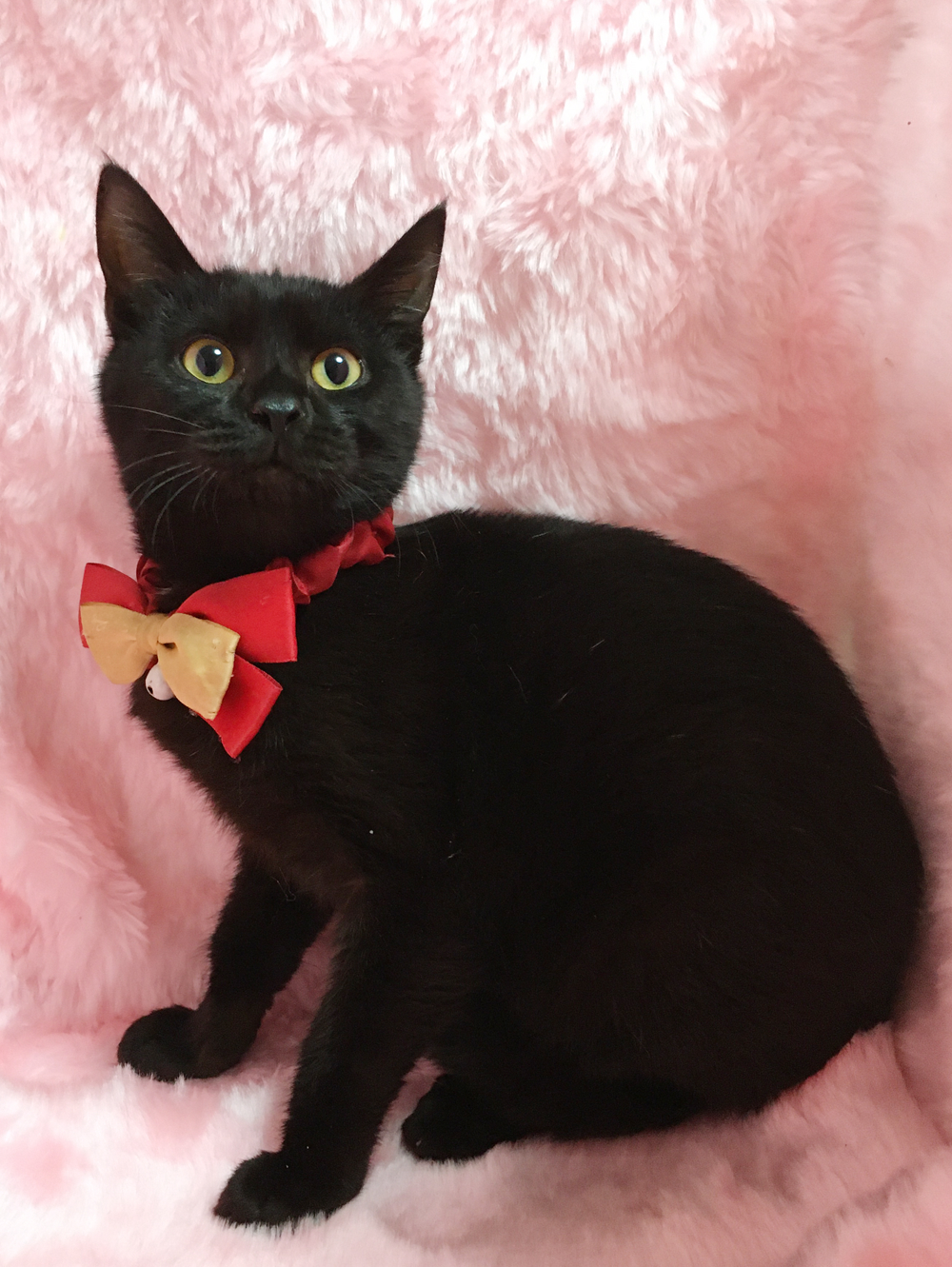 ジジみたいな黒猫の子猫『ノアちゃん』6カ月