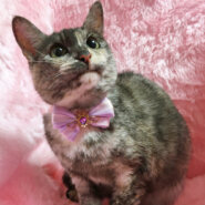 パステルカラーのサビ猫『モカちゃん』２歳