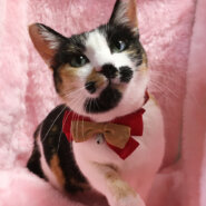 個性派三毛！ツンデレ『コミケ』３歳