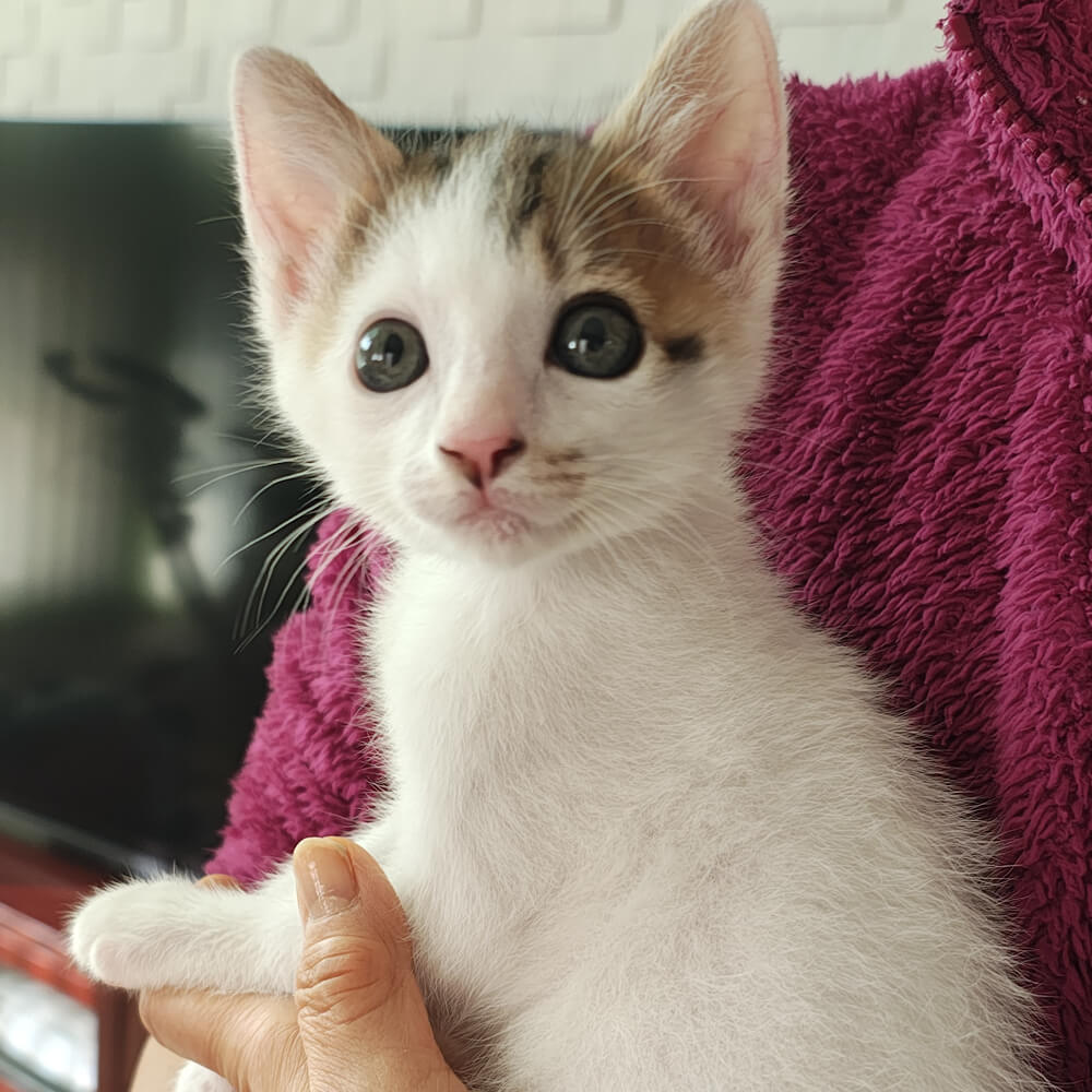 人間がママです❤わんぱく甘えん坊『まめ』２ヶ月半