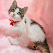 丸顔コロコロ甘えん坊『コロンちゃん』生後3カ月