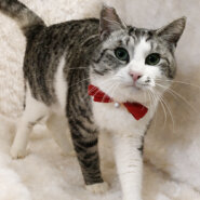 おっとり癒し系♪サバ白の美男子『雪丸くん』２歳