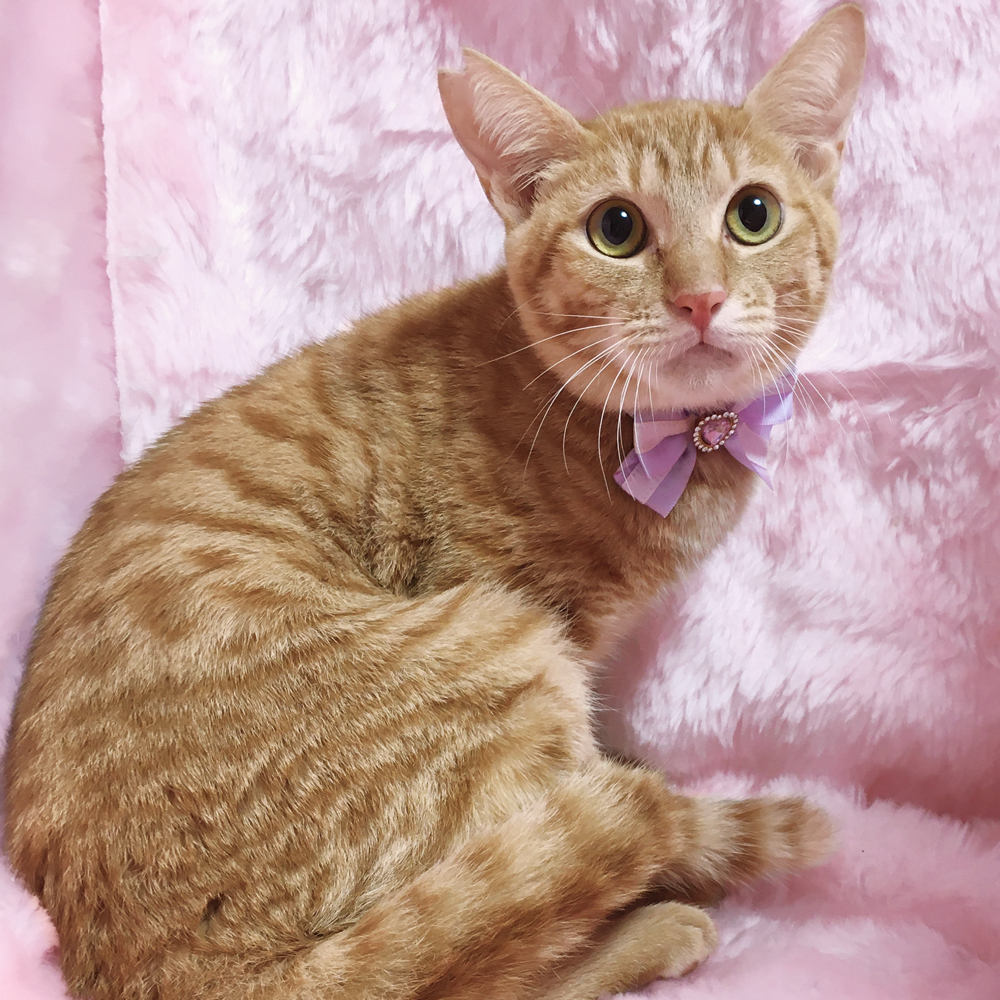 茶トラの美猫『小虎くん』６カ月