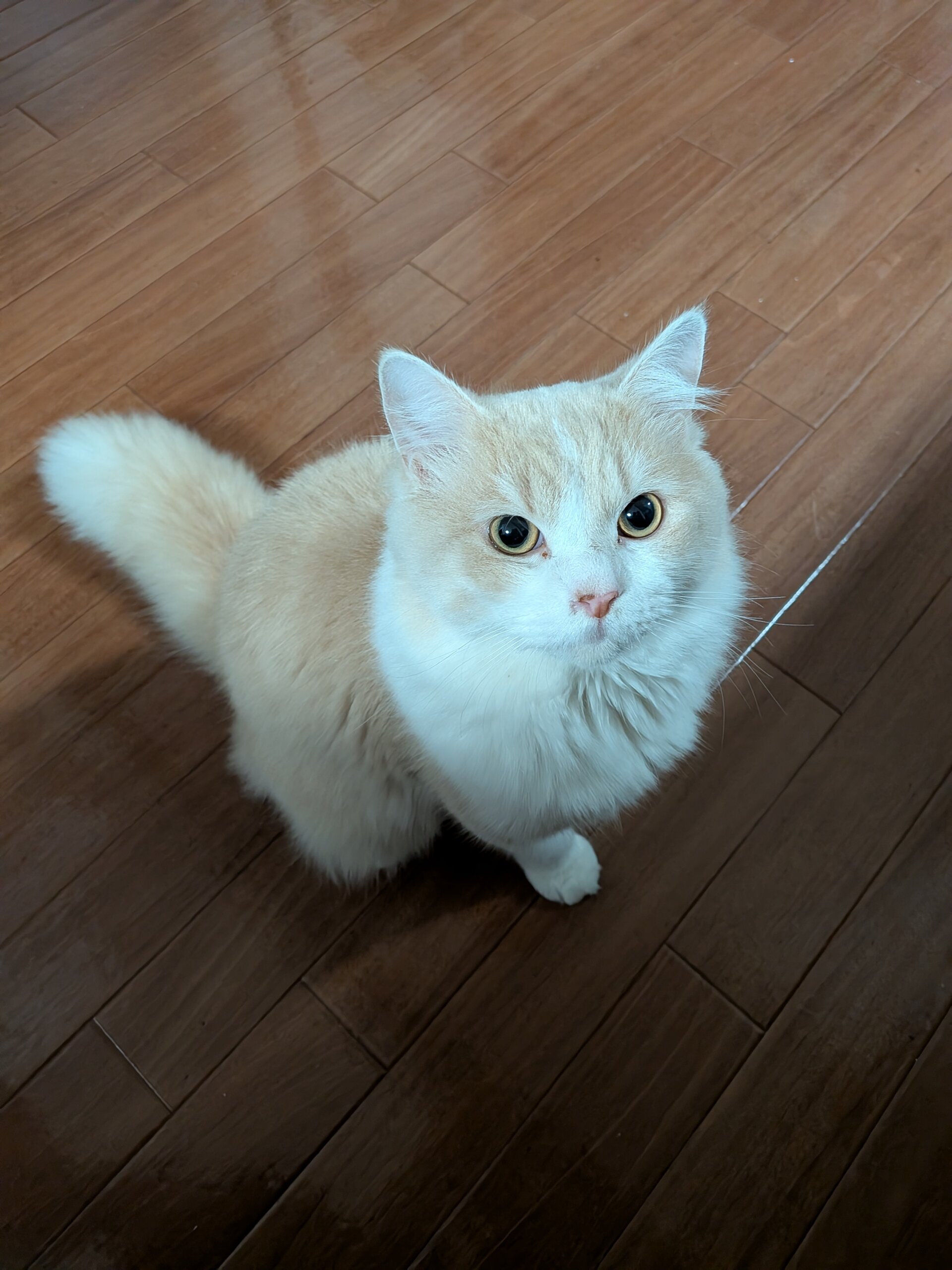 ラガマフィン　1歳　成猫　(男の子)