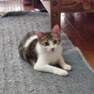 生後6ヶ月　子猫　(男の子)