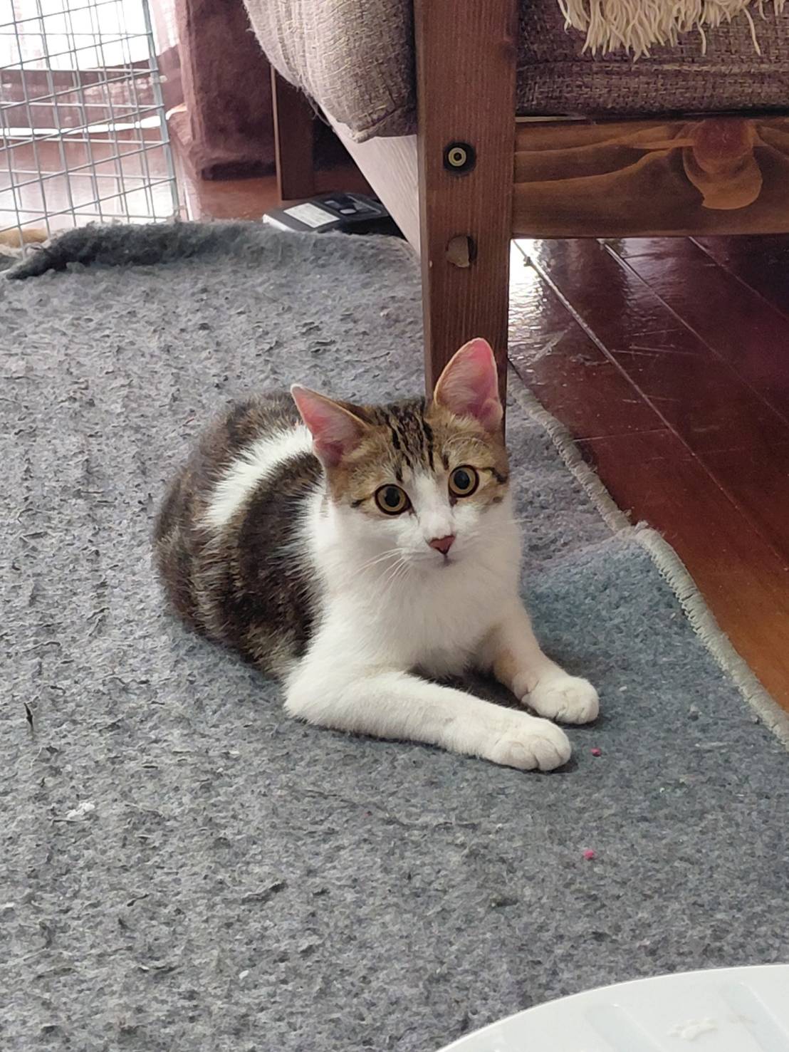 生後6ヶ月　子猫　(男の子)