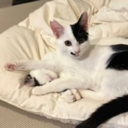 遊んでほしい！　ノエル兄弟エルくん