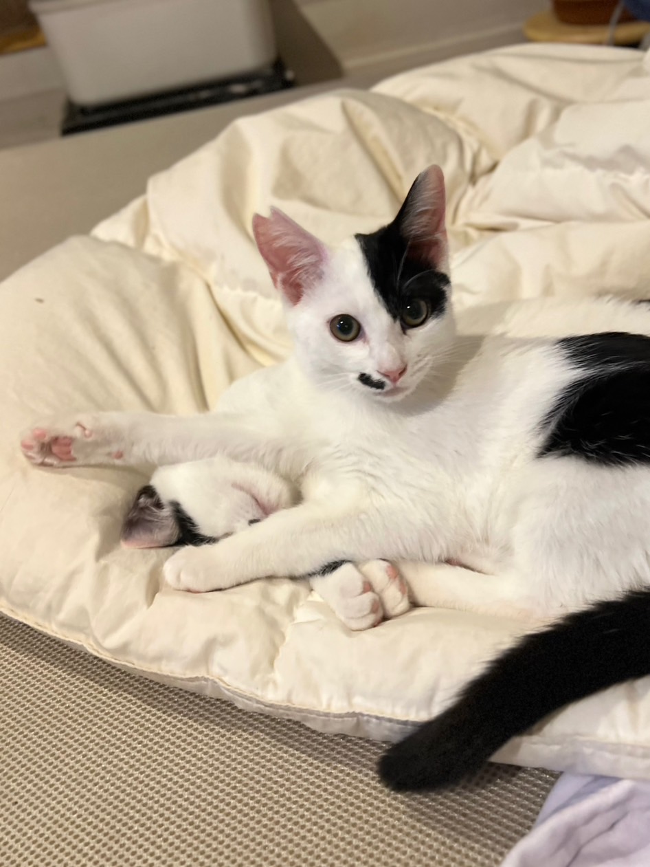 遊んでほしい！　ノエル兄弟エルくん