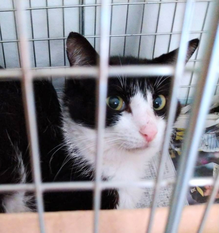 時間がありません！どなたか家族に迎えてくださりませんか