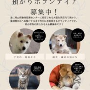 預かりボランティア募集中！