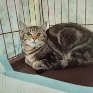 ⭐️1月11日開催⭐️大阪府堺市⭐️レオ⭐️1歳の男の子