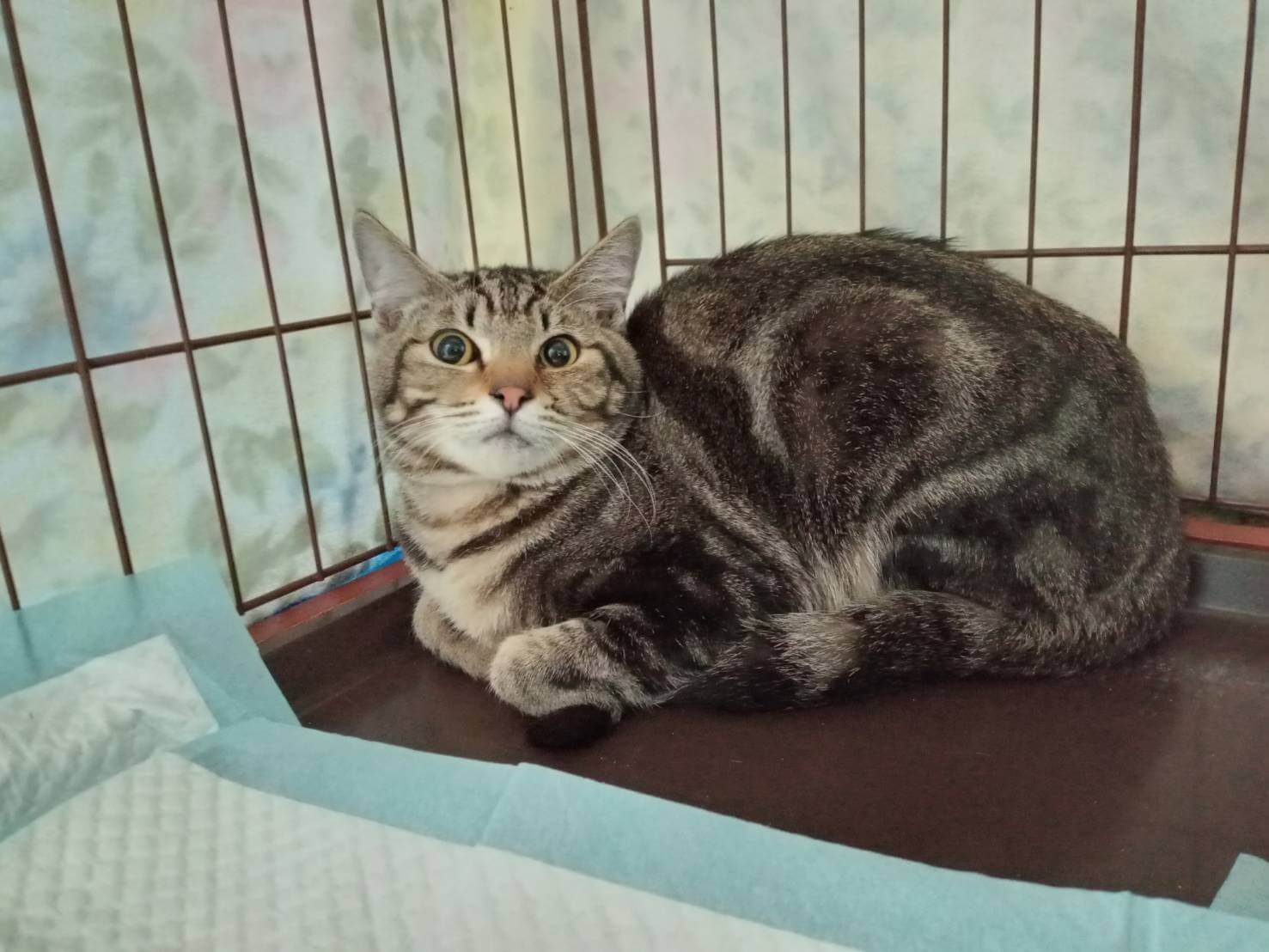 ⭐️1月11日開催⭐️大阪府堺市⭐️レオ⭐️1歳の男の子