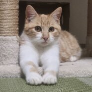 犬みたいに人なつっこい！甘えん坊『ひかる』5カ月